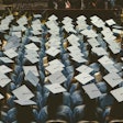 Graduates